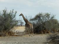 0951 Etosha-Nationalpark - Giraffe &ndash; &copy; Patrick Fritzsche (Eberhardt TRAVEL)