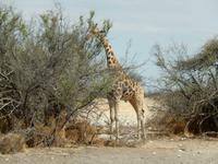 0952 Etosha-Nationalpark - Giraffe &ndash; &copy; Patrick Fritzsche (Eberhardt TRAVEL)