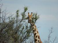 0953 Etosha-Nationalpark - Giraffe &ndash; &copy; Patrick Fritzsche (Eberhardt TRAVEL)