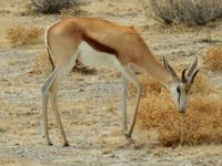 0956 Etosha-Nationalpark - Springbock &ndash; &copy; Patrick Fritzsche (Eberhardt TRAVEL)