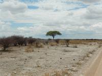 0960 Etosha-Nationalpark &ndash; &copy; Patrick Fritzsche (Eberhardt TRAVEL)