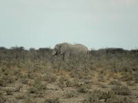 0962 Etosha-Nationalpark - Elefant &ndash; &copy; Patrick Fritzsche (Eberhardt TRAVEL)