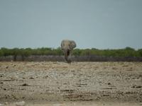 0964 Etosha-Nationalpark - Elefant &ndash; &copy; Patrick Fritzsche (Eberhardt TRAVEL)