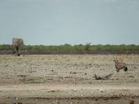 0965 Etosha-Nationalpark - Elefant und Oryx &ndash; &copy; Patrick Fritzsche (Eberhardt TRAVEL)