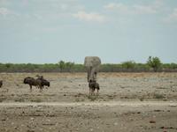 0969 Etosha-Nationalpark - Elefant und Gnus &ndash; &copy; Patrick Fritzsche (Eberhardt TRAVEL)