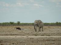 0971 Etosha-Nationalpark - Elefant, Zebra und Gnu &ndash; &copy; Patrick Fritzsche (Eberhardt TRAVEL)