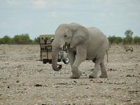 0975 Etosha-Nationalpark - Elefant &ndash; &copy; Patrick Fritzsche (Eberhardt TRAVEL)