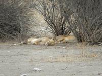 0994 Etosha-Nationalpark - Löwenpärchen &ndash; &copy; Patrick Fritzsche (Eberhardt TRAVEL)