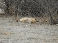 0995 Etosha-Nationalpark - Löwenpärchen &ndash; &copy; Patrick Fritzsche (Eberhardt TRAVEL)