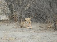 0996 Etosha-Nationalpark - Löwenpärchen &ndash; &copy; Patrick Fritzsche (Eberhardt TRAVEL)