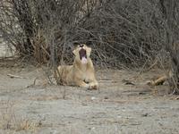0997 Etosha-Nationalpark - Löwenpärchen &ndash; &copy; Patrick Fritzsche (Eberhardt TRAVEL)