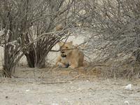 1001 Etosha-Nationalpark - Löwin &ndash; &copy; Patrick Fritzsche (Eberhardt TRAVEL)