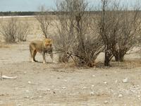 1002 Etosha-Nationalpark - Löwe &ndash; &copy; Patrick Fritzsche (Eberhardt TRAVEL)