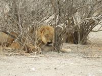 1004 Etosha-Nationalpark - Löwenpärchen &ndash; &copy; Patrick Fritzsche (Eberhardt TRAVEL)