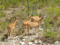 1008 Etosha-Nationalpark - Schwarznasenimpalas &ndash; &copy; Patrick Fritzsche (Eberhardt TRAVEL)