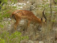1009 Etosha-Nationalpark - Schwarznasenimpalas &ndash; &copy; Patrick Fritzsche (Eberhardt TRAVEL)