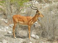1010 Etosha-Nationalpark - Schwarznasenimpalas &ndash; &copy; Patrick Fritzsche (Eberhardt TRAVEL)