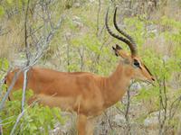1014 Etosha-Nationalpark - Schwarznasenimpalas &ndash; &copy; Patrick Fritzsche (Eberhardt TRAVEL)
