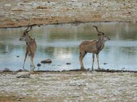 1017 Etosha-Nationalpark - Kudus am Wasserloch &ndash; &copy; Patrick Fritzsche (Eberhardt TRAVEL)