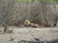 1040 Etosha-Nationalpark - Löwe &ndash; &copy; Patrick Fritzsche (Eberhardt TRAVEL)
