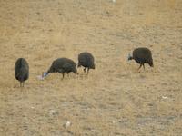 1044 Etosha-Nationalpark - Perlhühner &ndash; &copy; Patrick Fritzsche (Eberhardt TRAVEL)