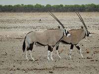 1048 Etosha-Nationalpark - Oryx-Antilopen &ndash; &copy; Patrick Fritzsche (Eberhardt TRAVEL)
