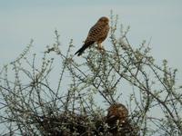 1049 Etosha-Nationalpark - Adler &ndash; &copy; Patrick Fritzsche (Eberhardt TRAVEL)