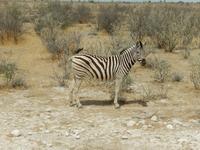 1061 Etosha-Nationalpark - Pirschfahrt - Steppenzebra &ndash; &copy; Patrick Fritzsche (Eberhardt TRAVEL)