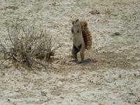 1064 Etosha-Nationalpark - Pirschfahrt - Erdhörnchen &ndash; &copy; Patrick Fritzsche (Eberhardt TRAVEL)