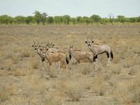 1066 Etosha-Nationalpark - Pirschfahrt - Oryx mit Jungtieren &ndash; &copy; Patrick Fritzsche (Eberhardt TRAVEL)
