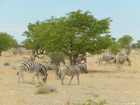 1070 Etosha-Nationalpark - Pirschfahrt - Steppenzabras &ndash; &copy; Patrick Fritzsche (Eberhardt TRAVEL)