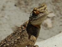 1076 Etosha-Nationalpark - Echse &ndash; &copy; Patrick Fritzsche (Eberhardt TRAVEL)
