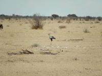 1087 Etosha-Nationalpark - Sekretär &ndash; &copy; Patrick Fritzsche (Eberhardt TRAVEL)