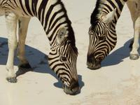 1093 Etosha-Nationalpark - Steppenzebras &ndash; &copy; Patrick Fritzsche (Eberhardt TRAVEL)
