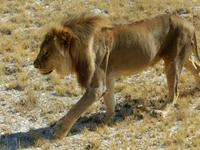 1135 Etosha-Nationalpark - Löwe &ndash; &copy; Patrick Fritzsche (Eberhardt TRAVEL)