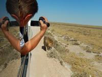 1139 Etosha-Nationalpark - Löwe &ndash; &copy; Patrick Fritzsche (Eberhardt TRAVEL)