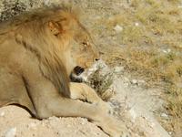 1141 Etosha-Nationalpark - Löwe &ndash; &copy; Patrick Fritzsche (Eberhardt TRAVEL)