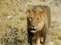 1142 Etosha-Nationalpark - Löwe &ndash; &copy; Patrick Fritzsche (Eberhardt TRAVEL)