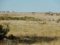 1147 Etosha-Nationalpark - Löwe &ndash; &copy; Patrick Fritzsche (Eberhardt TRAVEL)