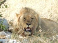 1148 Etosha-Nationalpark - Löwe &ndash; &copy; Patrick Fritzsche (Eberhardt TRAVEL)