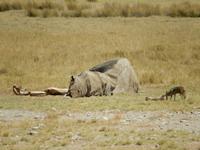 1152 Etosha-Nationalpark - toter Elefant &ndash; &copy; Patrick Fritzsche (Eberhardt TRAVEL)