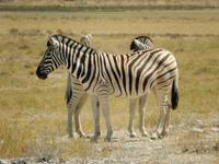1153 Etosha-Nationalpark - Zebras &ndash; &copy; Patrick Fritzsche (Eberhardt TRAVEL)