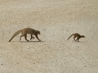1155 Etosha-Nationalpark - Zebramangusten &ndash; &copy; Patrick Fritzsche (Eberhardt TRAVEL)