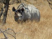 1172 Etosha-Nationalpark - Breitmaulnashorn &ndash; &copy; Patrick Fritzsche (Eberhardt TRAVEL)