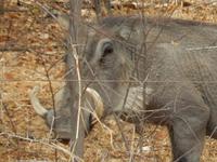 1177 Etosha-Nationalpark - Warzenschwein &ndash; &copy; Patrick Fritzsche (Eberhardt TRAVEL)