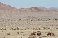 Wildpferde bei Aus &ndash; &copy; Isabell Glaß (Eberhardt TRAVEL)