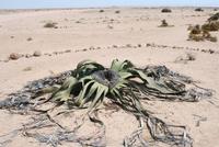 Welwitscha Mirabilis &ndash; &copy; Isabell Glaß (Eberhardt TRAVEL)
