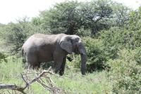 Elefant im Etosha &ndash; &copy; Isabell Glaß (Eberhardt TRAVEL)
