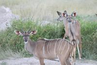 Giraffenblick &ndash; &copy; Isabell Glaß (Eberhardt TRAVEL)