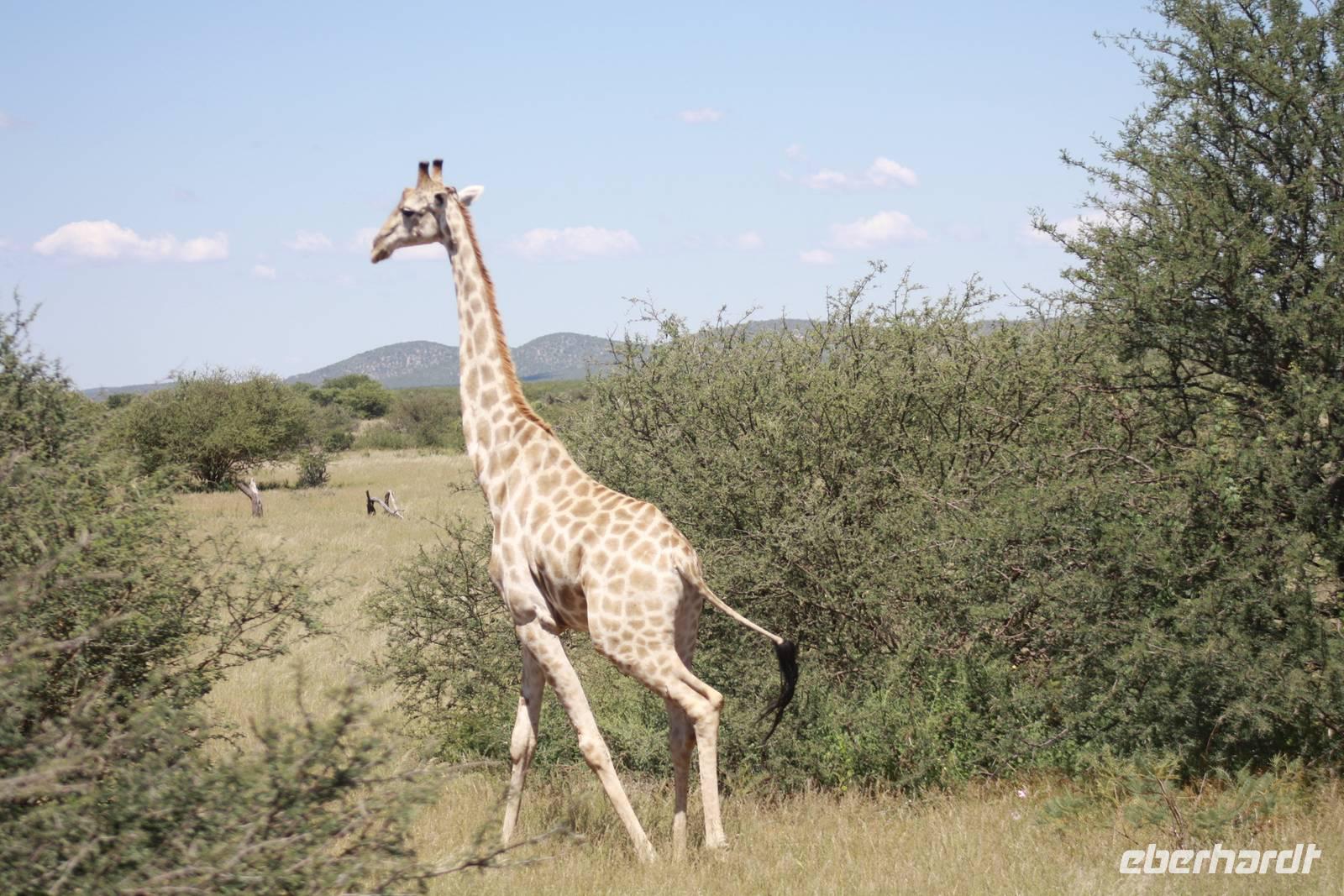 Etosha-Nationalpark &ndash; &copy; Sylvia Sann (Eberhardt TRAVEL)